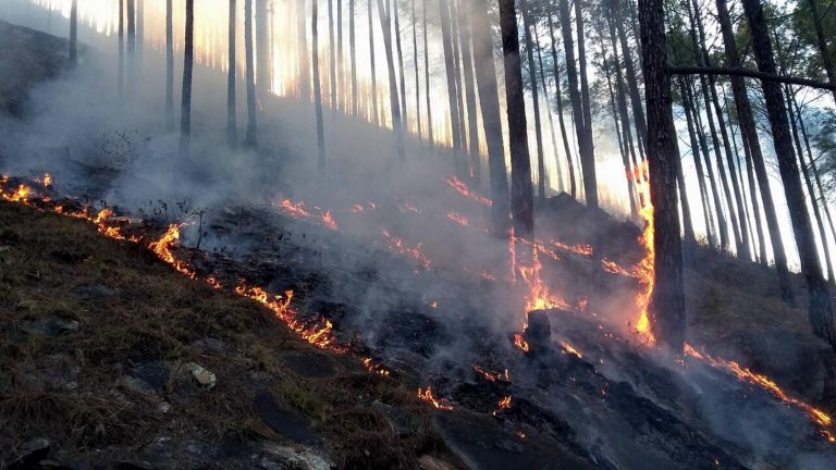 वनाग्नि को लेकर हाईकोर्ट ने लगाई मुख्य वन संरक्षक को फटकार