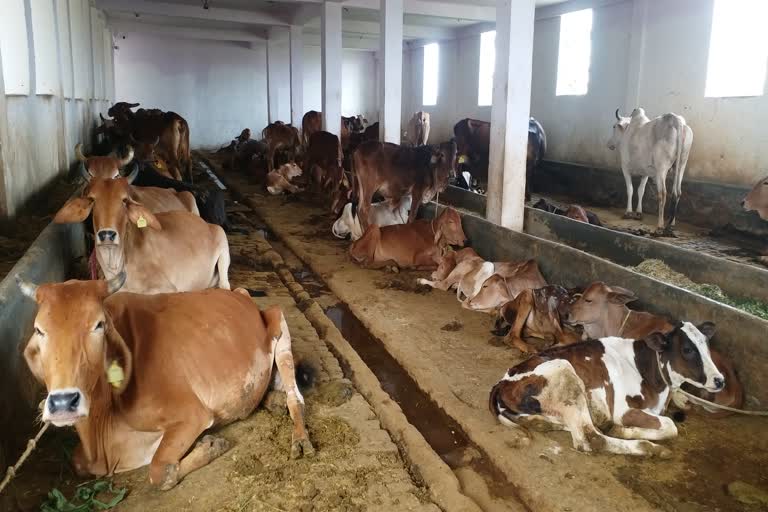 कोरोना के चलते गो सेवा आश्रम में चारे का संकट