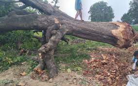 वृक्ष संरक्षण अधिनियम के तहत 2 ग्रामीण गिरफ्तार, 61पेड़ की इजाजत लेकर काटे 82 पेड़