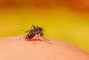 डेंगू के बढ़ते मामलों ने बढाई स्वास्थ्य विभाग की मुश्किले
