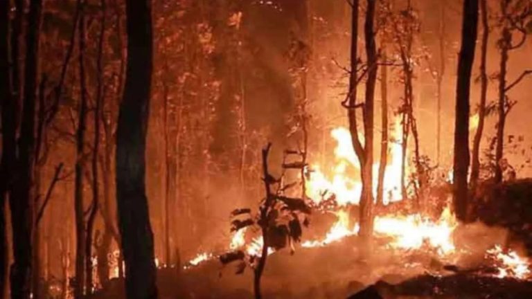 प्रदेश के तीन जंगलों में लगी आग, दो युवकों की मौत