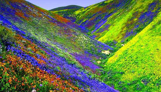पर्यटकों के लिए खुली विश्व धरोहर फूलों की घाटी