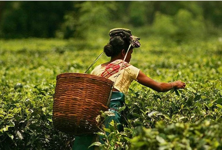 चाय बागान की जमीन घोटाले की ईडी से की शिकायत
