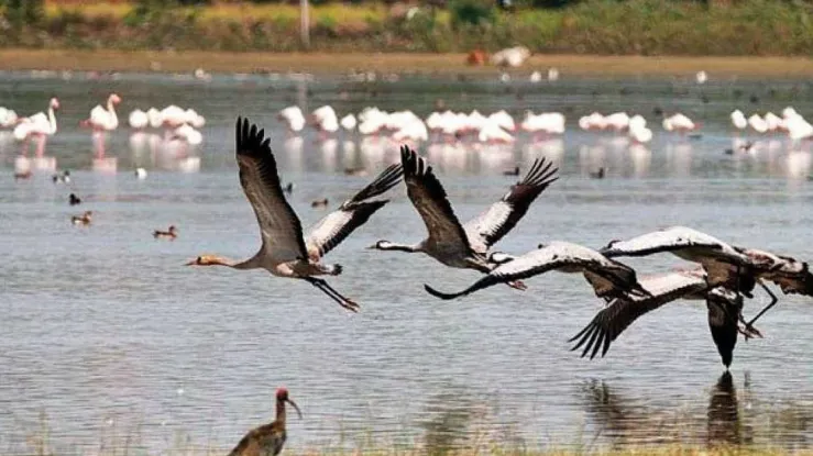 रुद्रपुर: जिले में प्रवासी पक्षियों को लेकर पशुपालन विभाग अलर्ट